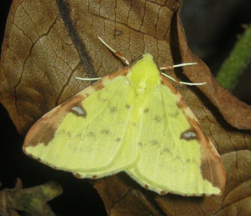 Opisthograptis luteolata